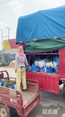 高度60厘米鸢尾