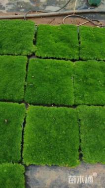 高度5厘米漆姑草