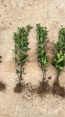 高度50厘米黄杨