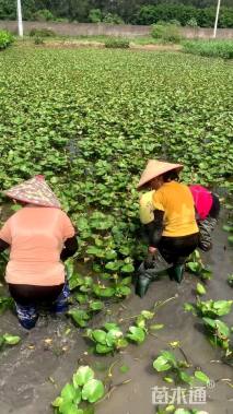 高度20厘米萍蓬草