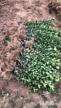 高度40厘米大叶黄杨小苗