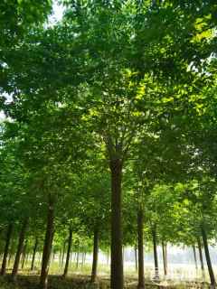 15公分秋紫白蜡