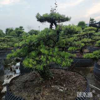 移栽苗造型罗汉松