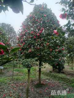 高度450厘米茶花-白雪塔