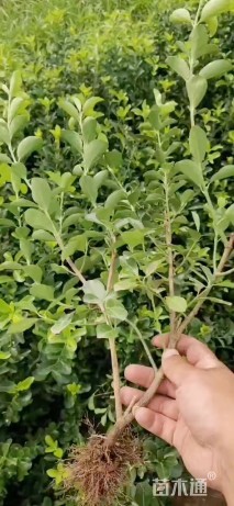 高度50厘米卫矛