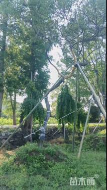 高度1000厘米茶梅