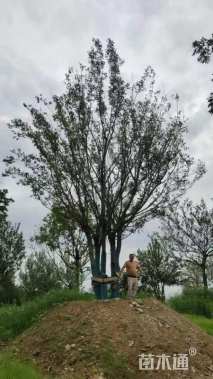 100公分(5杆)丛生朴树