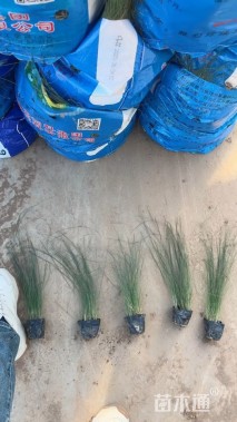 高度30厘米细叶芒