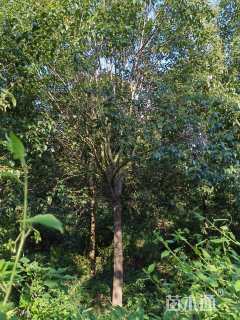 13公分大叶女贞