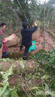 高度200厘米三角梅