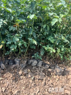 高度50厘米丰花月季