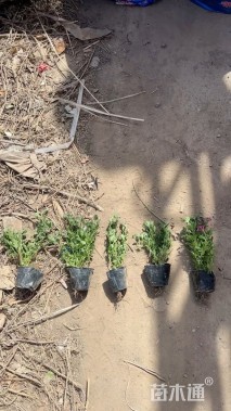 高度30厘米细叶美女樱