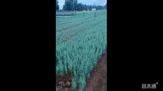 高度30厘米圆柏