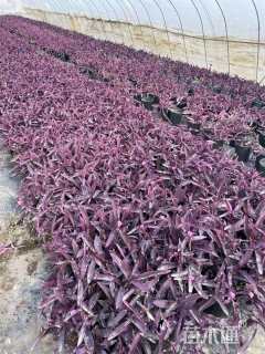 高度15厘米鸭舌草