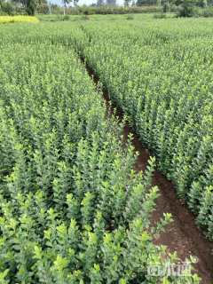 高度35厘米卫矛小苗