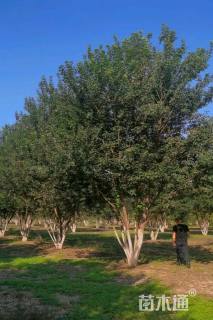 高度900厘米丛生三角枫