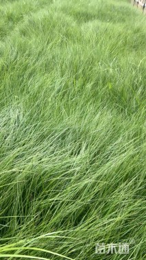 高度20厘米小兔子狼尾草