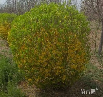 冠幅180厘米金边假连翘球