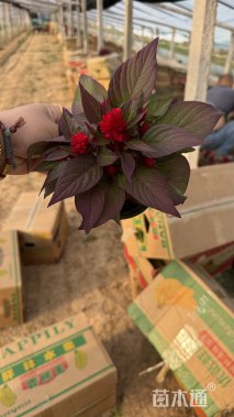 高度21厘米鸡冠花