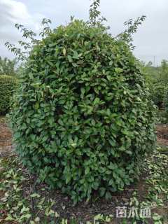 冠幅150厘米红叶石楠球