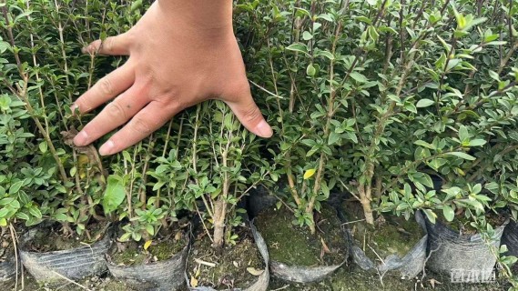 高度35厘米金边六月雪