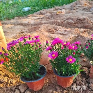 高度25厘米荷兰菊