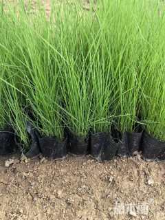 高度15厘米粉黛乱子草