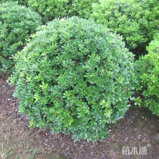 冠幅120厘米小叶黄杨球