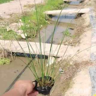 高度20厘米芦苇小苗
