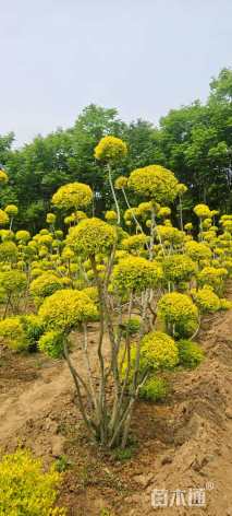 5公分造型亮晶女贞