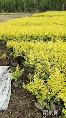 小杯苗亮晶女贞小苗