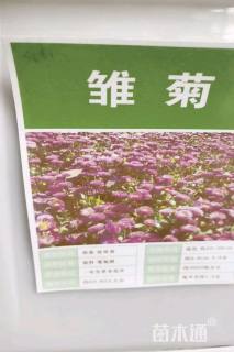 雏菊种子雏菊种子