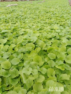 高度10厘米二月兰