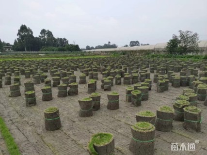 高羊茅