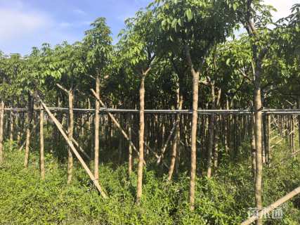 11公分紫花风铃木