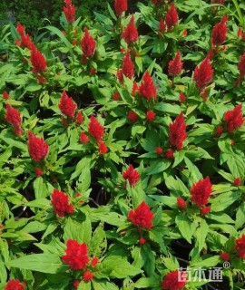 高度50厘米火炬