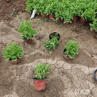 高度25厘米三七景天