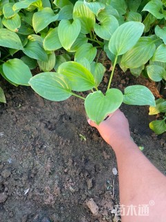 高度18厘米玉簪