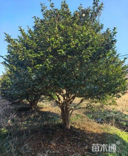 高度300厘米茶梅