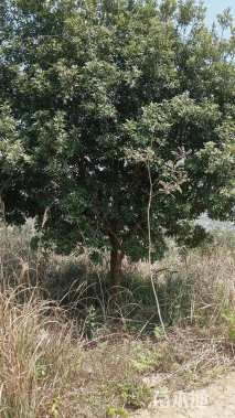 15公分高杆杨梅