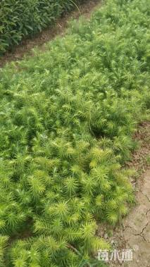 高度25厘米杉木小苗