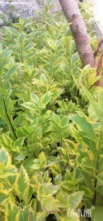 高度25厘米花叶连翘