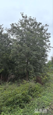 12公分黄花风铃木