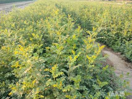 高度35厘米黄刺玫