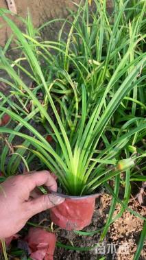 高度25厘米常绿萱草