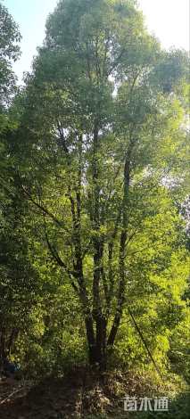 60公分丛生香樟