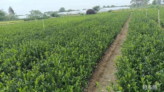 高度35厘米大叶黄杨小苗