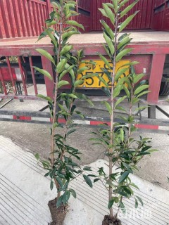 高度150厘米法国冬青