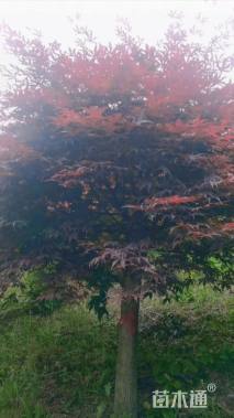 10公分中国红枫