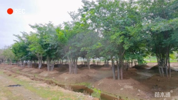 10公分丛生朴树